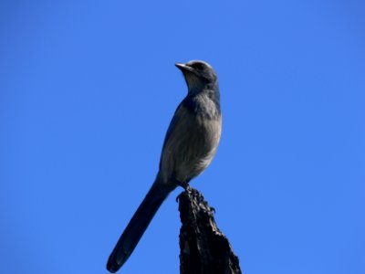 Florida Scrub Jay