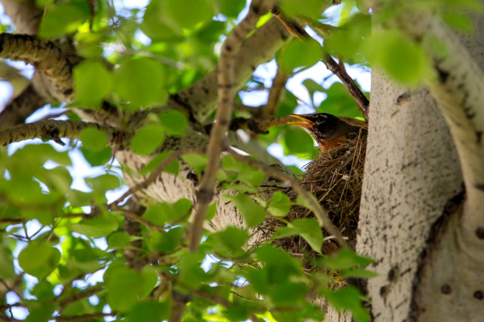 Robin's nest, Mammoth Hot Springs