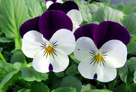 Viola white violet