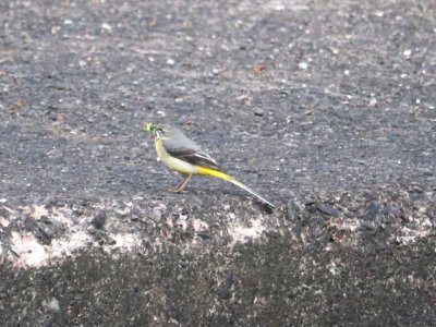 Grey Wagtail collecting food.