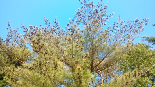 IMG 20150511 135832314