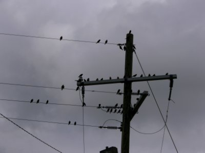 Yellow-headed Blackbirds