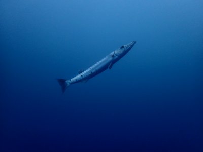 MNMS -- Barracuda