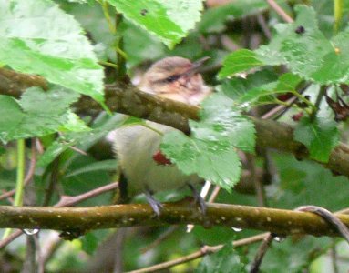 Black-whiskered Vireo