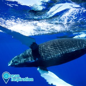 HIHWNMS Humpback whale photo