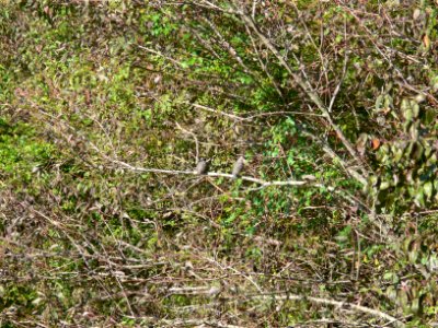 Common Ground-Dove