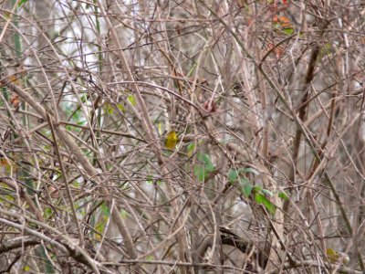 Wilson's Warbler