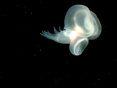 MBNMS - davidson seamount - mystery mollusk photo