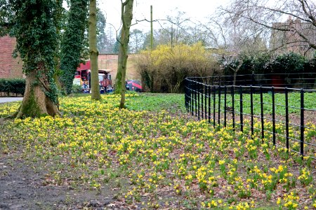 Tatton Park, Dwarf Daffodils. photo