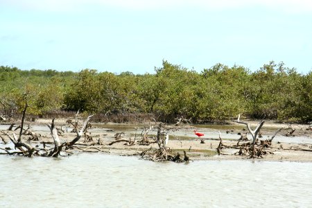 Scarlet Ibis