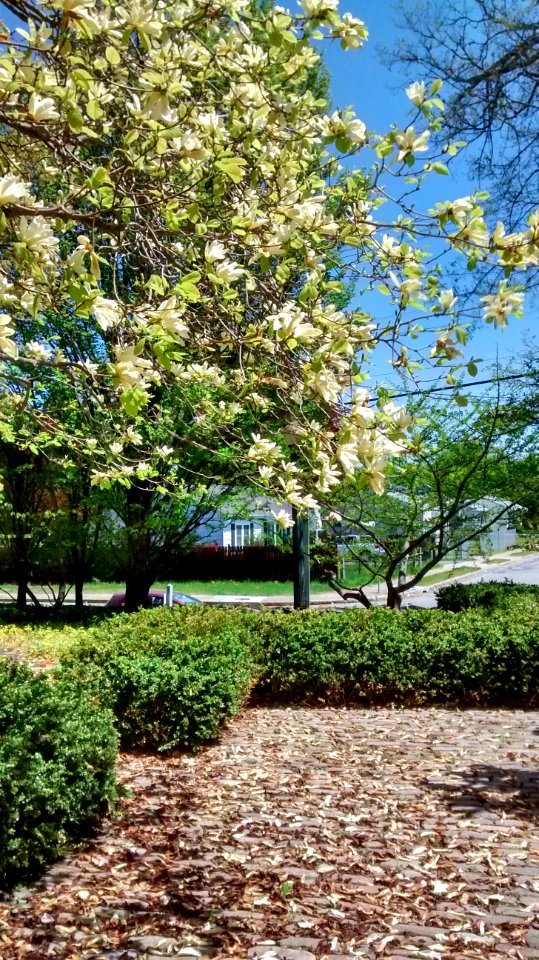 IMG 20150511 120436413 HDR