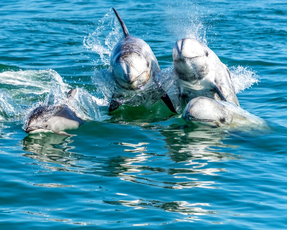 MBNMS Risso's dolphins