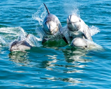 MBNMS Risso's dolphins photo