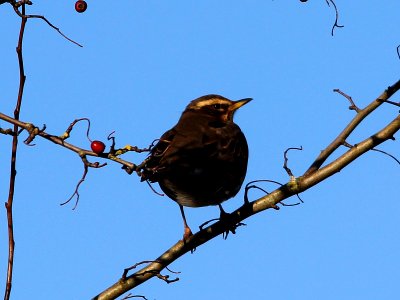 Turdus iliacus