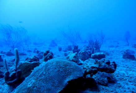 Virgin Islands - Brain Coral photo