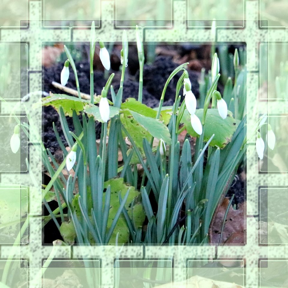 January Snowdrops photo