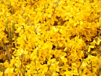 Yellow flowers flower photo