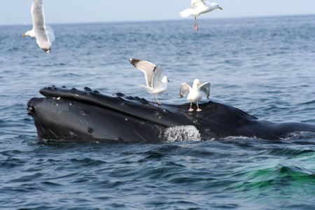 SBNMS - Humpback and Gulls NOAA-WCNE-Permit605-1904 photo