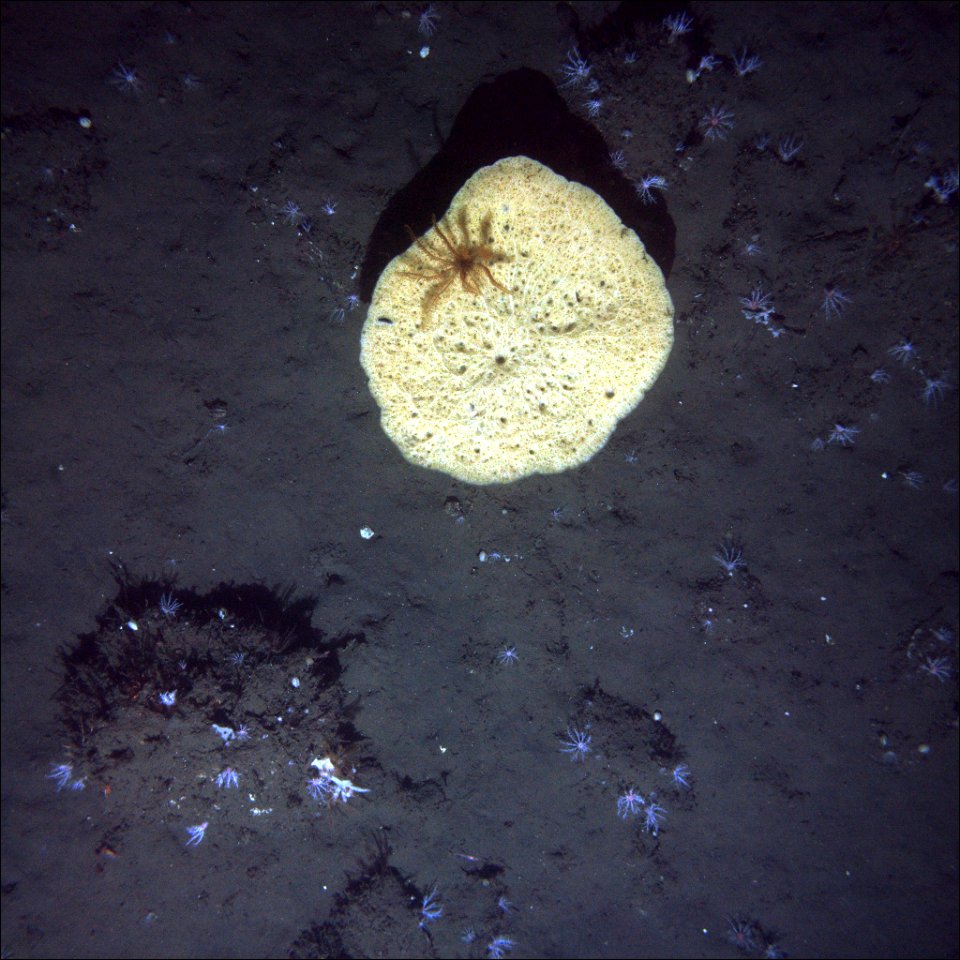 CBNMS Invertebrates