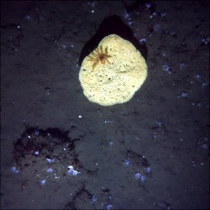 CBNMS Invertebrates