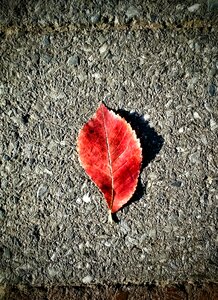 Plant nature texture