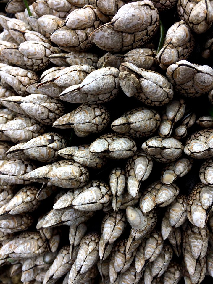 OCNMS gooseneck barnacles