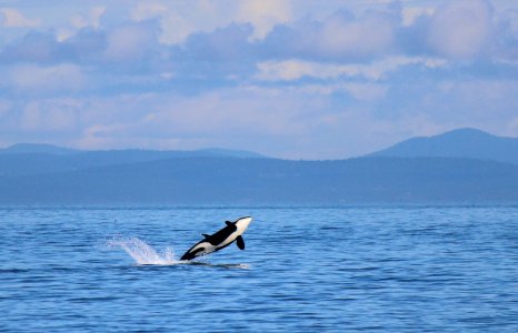 OCNMS - orca breach photo