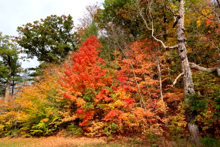Autumn colour