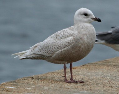 Iceland Gull photo