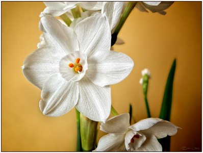 Ziva paperwhite daffodils