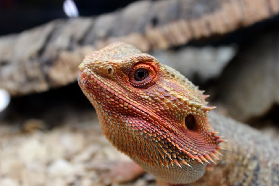 Reptile wildlife animal