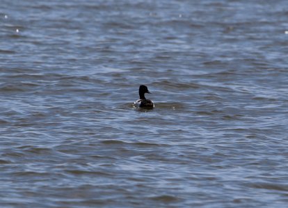 Lesser Scaup