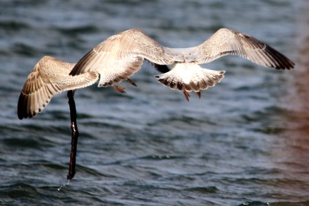 Gulls 04 photo