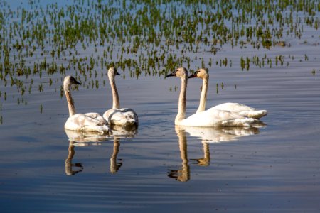 Trumpeter swans, Hayden Valley photo