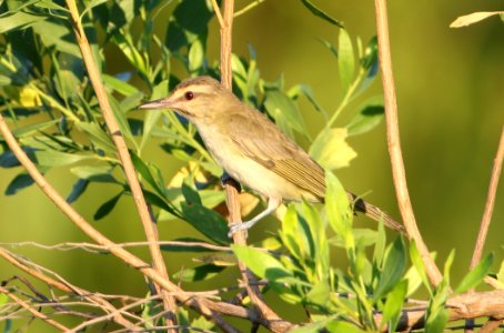 Black-whiskered Vireo