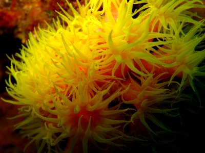 FGBNMS - Orange Cup Coral photo