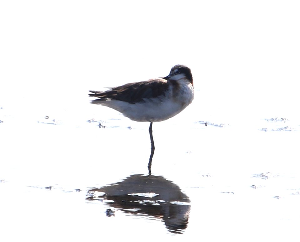 Wilson's Phalarope