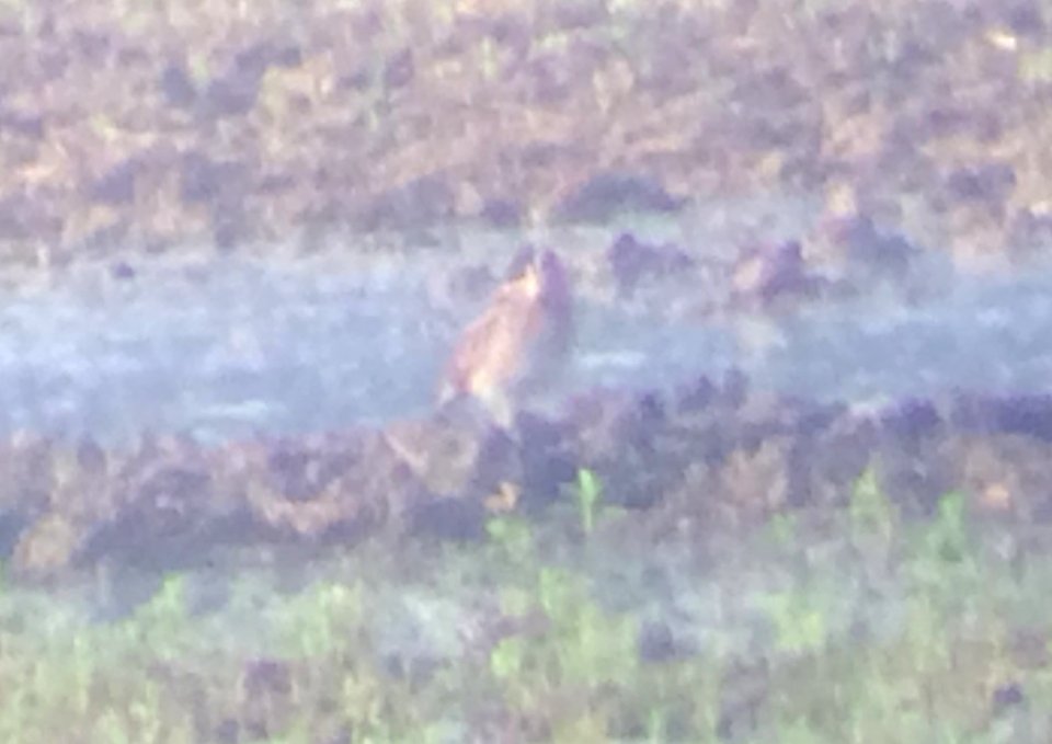 Wilson's Snipe