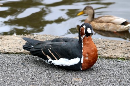 Red-breasted Goose photo