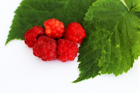 Raspberry foliage Free photos