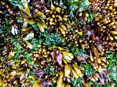 OCNMS algae