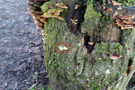 Tiny Fungi