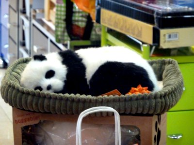 Oso Panda