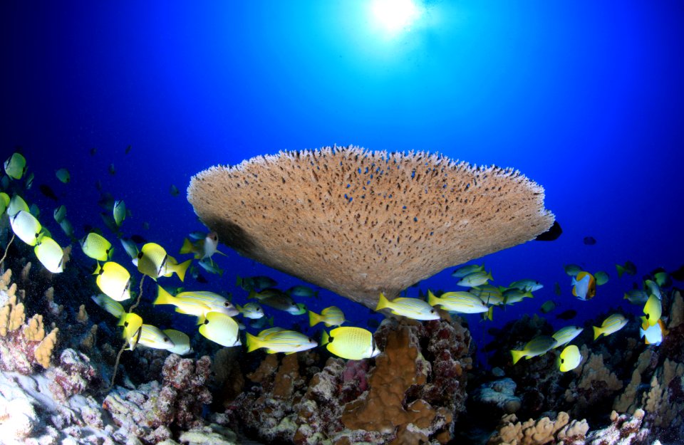 PMNM - Acropora Cytherea - French Frigate Shoals