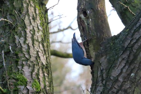 Nuthatch Cache photo