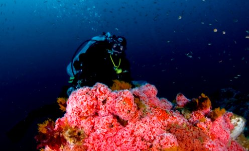 CBNMS - Diver Sampling photo