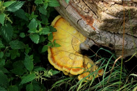 Fungus 1