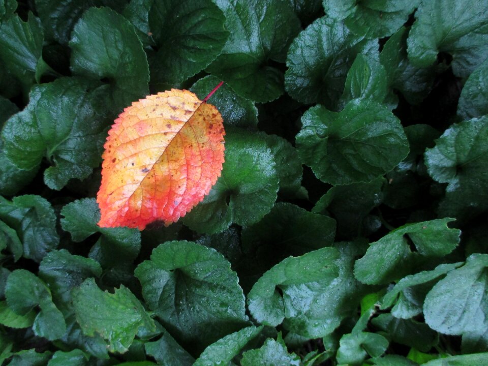 Yellow fall color autumn leaf