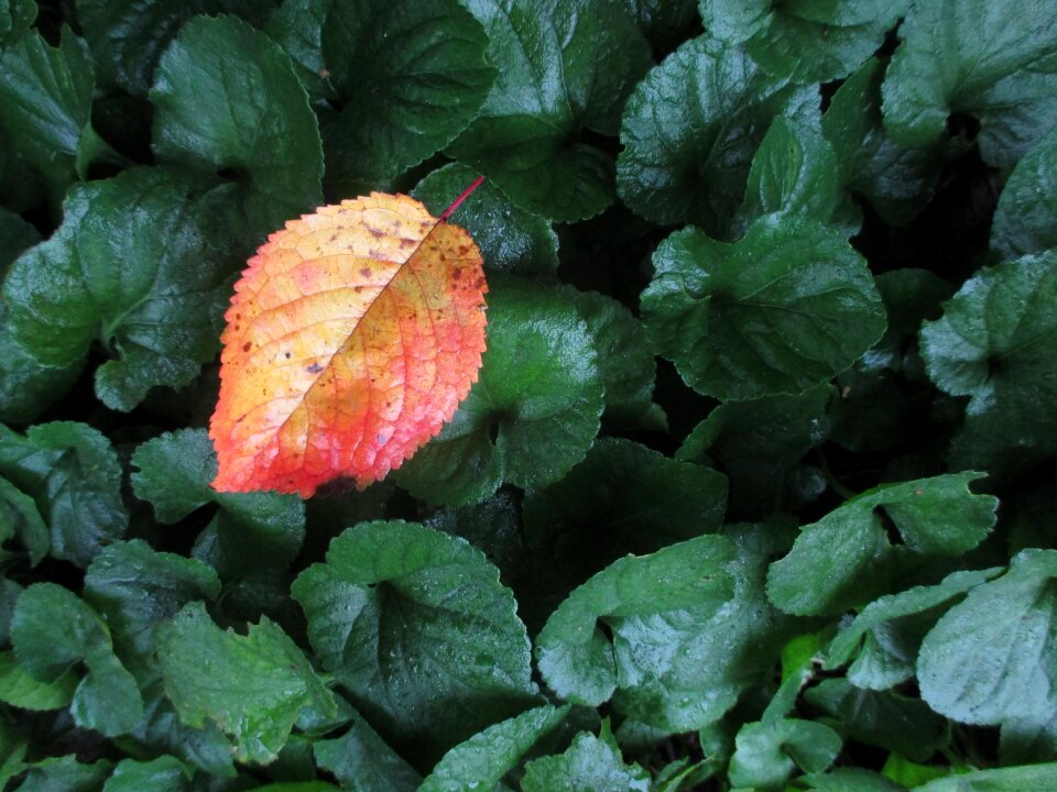 Yellow fall color autumn leaf photo