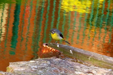 Grey Wagtail photo